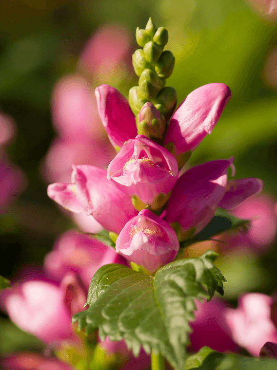 Chelone obliqua